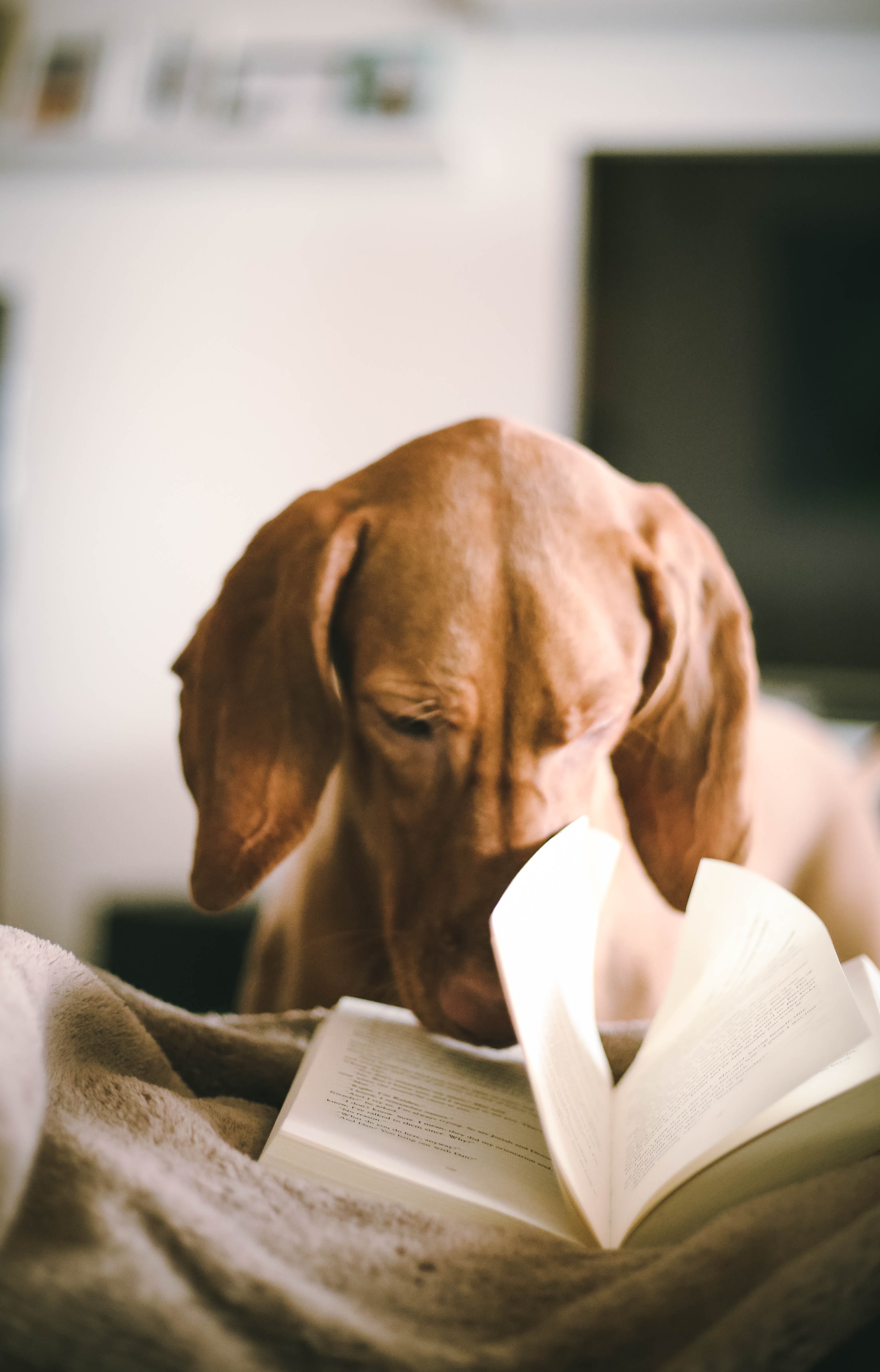 A dog falling asleep with its face in a book.